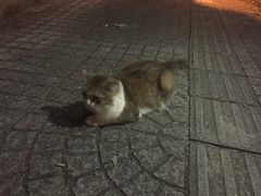 -桔子酒店(上海西藏北路地铁站店)