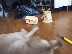 -瑞派宠物医院·24小时骨科·心脏·核磁(哈尔滨南岗店)