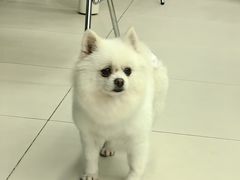 -怪兽屋·羊驼·猫咖·狗咖(俊华广场店)