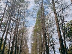-上海滨江森林公园