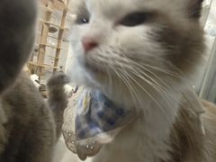 -楼上猫咖(罗湖店)