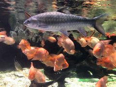 -太平洋海底世界