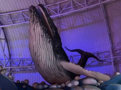 -烟台海昌鲸鲨海洋公园