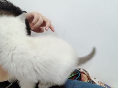 -屋虎猫馆(宝安大仟里店)