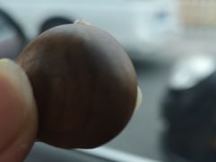 -阿男野栗王(金门路店)