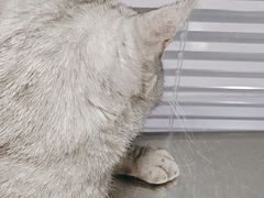 -瑞派福兴宠物医院犬猫全科·骨科·中西医结合(河东店)