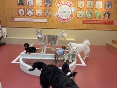 -和它·交个朋友·狗咖猫咖(爱琴海店)