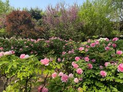 -洛阳市隋唐城遗址植物园
