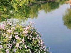 -贡湖湾湿地公园