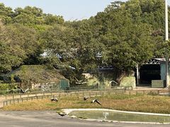 -深圳野生动物园