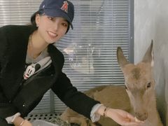 -浣熊柯尔鸭土拨鼠·电玩咖