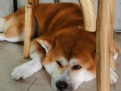 -Dog in Town Ekkamai