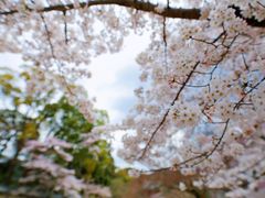 -醍醐寺