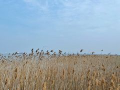 -上海吴淞炮台湾国家湿地公园