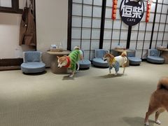 -逗柴咖啡屋·狗咖猫咖宠物桌游
