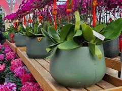-荷兰花海