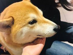 -柴务处·柴犬主题狗咖