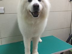 -北京观赏动物医院·24小时大型综合·猫专科·异宠专科