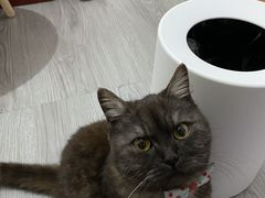 -宠颐生斯嘉宠物医院·急重症·心内科(谷阳北路分院)