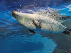 -上海海洋水族馆