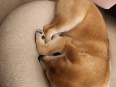 -浣熊柯尔鸭土拨鼠·电玩咖