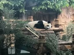 -泉州海丝野生动物世界