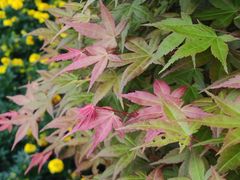 -上海市龙华烈士陵园