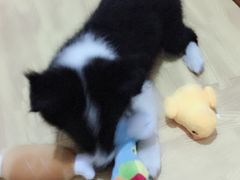 -宠屋宠物美容店