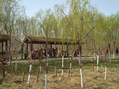 -西青郊野公园