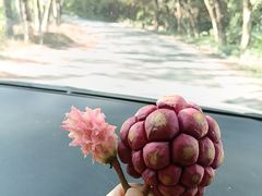-中国科学院西双版纳热带植物园
