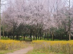 -洨河生态公园