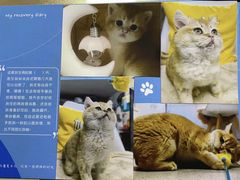 -纳吉亚猫专科动物医院·北北分院