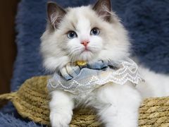 -lincat·猫舍(广州店)