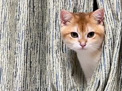 -Bastet sally猫舍购宠(静安店)