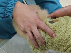 -动物缘宠物医院·骨科·猫科(西二环店)