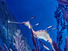 -悉尼海洋生物水族馆