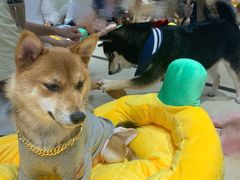 -逗柴咖啡屋·狗咖猫咖宠物桌游