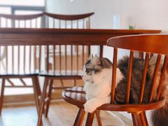 -猫小主咖啡·猫咖cat cafe(福田店)