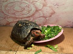 -上海大自然野生昆虫馆