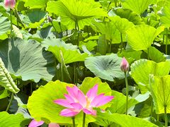 -莲花池公园