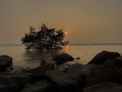 -宝安西湾红树林湿地公园