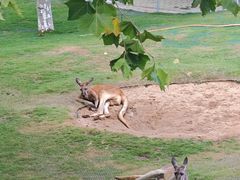 -西霞口神雕山野生动物世界