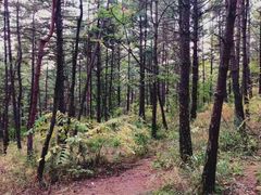 -帽儿山国家森林公园