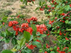 -万源龙顺度假庄园生态观光园