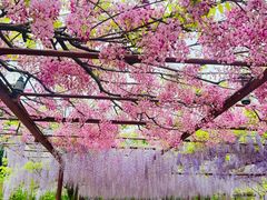 -嘉定紫藤园