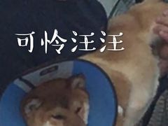 -心语宠物医院·急重症转诊中心·瑞辰华诺(南青路店)