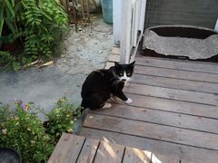 -海边的猫和咖啡馆
