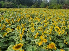 -长春公园(普阳街道)