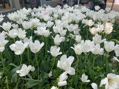 -洛阳郁金香牡丹园