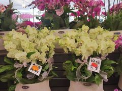 -亭亭鲜花店(中山北路店)